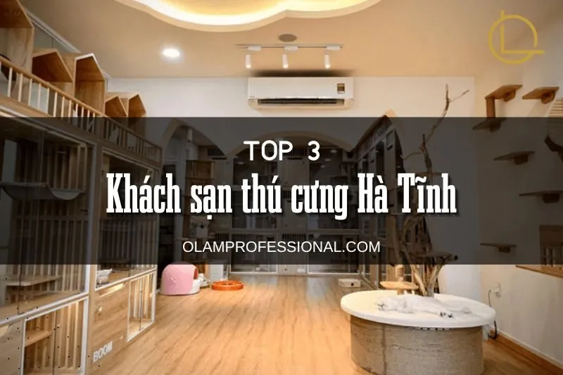 Khách sạn thú cưng Hà Tĩnh: Top địa chỉ trông giữ uy tín chất lượng