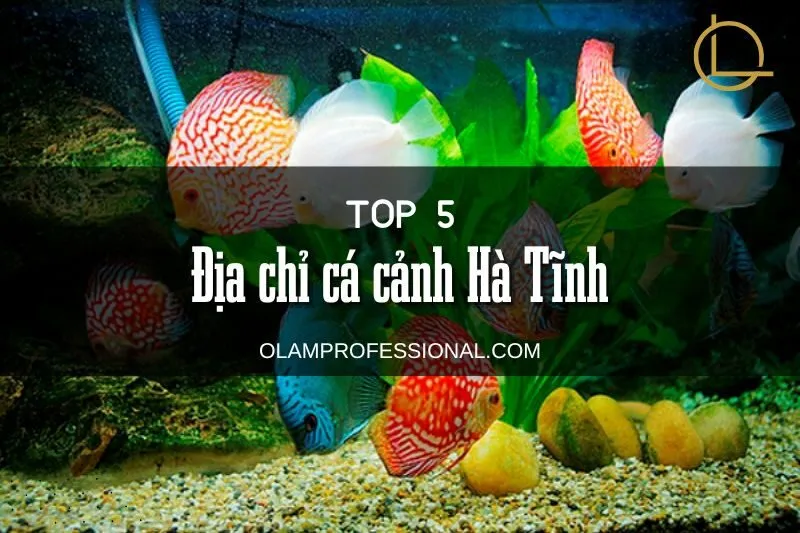 Khám phá 5 địa chỉ cá cảnh Hà Tĩnh chất lượng và uy tín