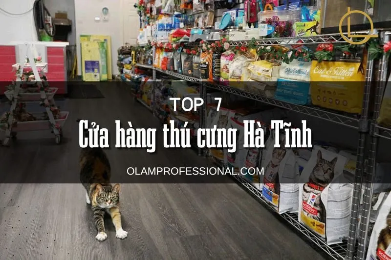 Top 3 Cửa Hàng Thú Cưng Hà Tĩnh Uy Tín Nhất Cho Các Tín Đồ Yêu Thú