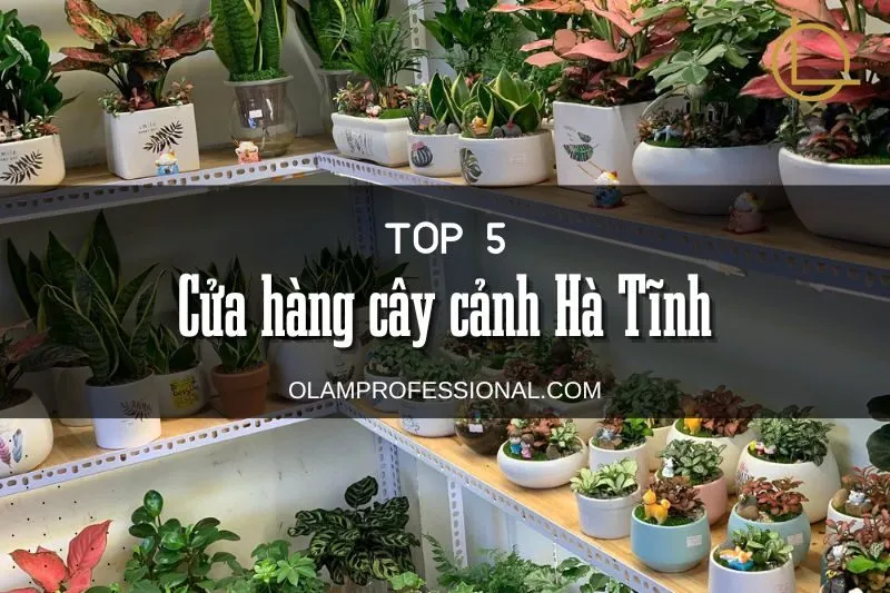 Top 5 Cửa Hàng Cây Cảnh Hà Tĩnh Uy Tín Bạn Không Thể Bỏ Lỡ